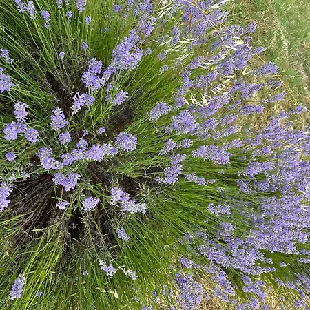 Petra Apartman Biograd na Moru