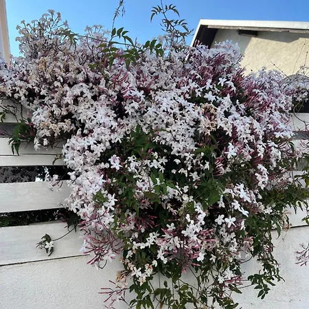 Petra